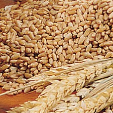 Post image for WHEAT BERRIES, THE PERFECT GRAIN
